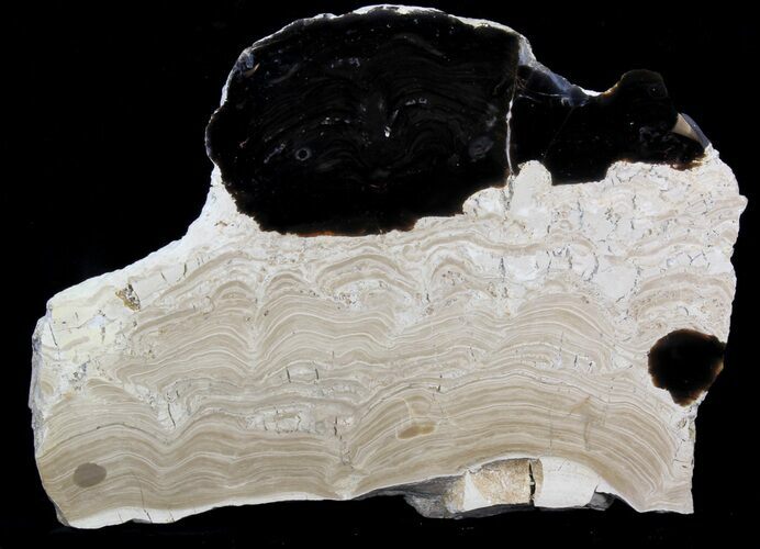 Polished Stromatolite (Collumnacollenia) - Russia #41852